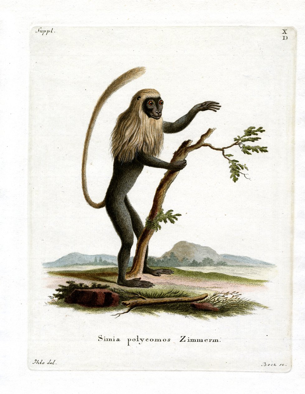 Colobus Monkey (gravação a cores) de German School