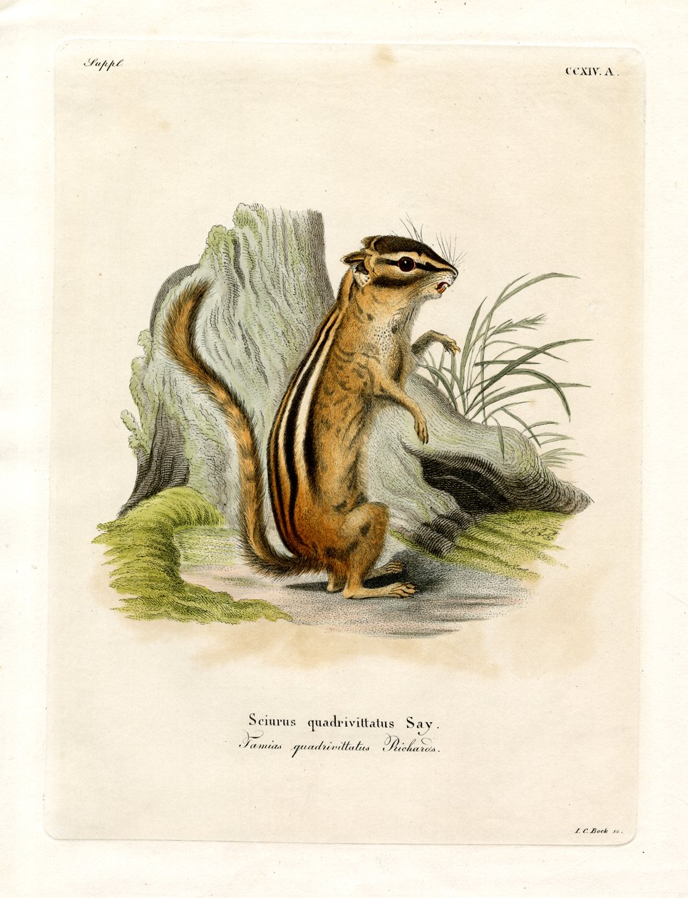 Chipmunk do Colorado de German School