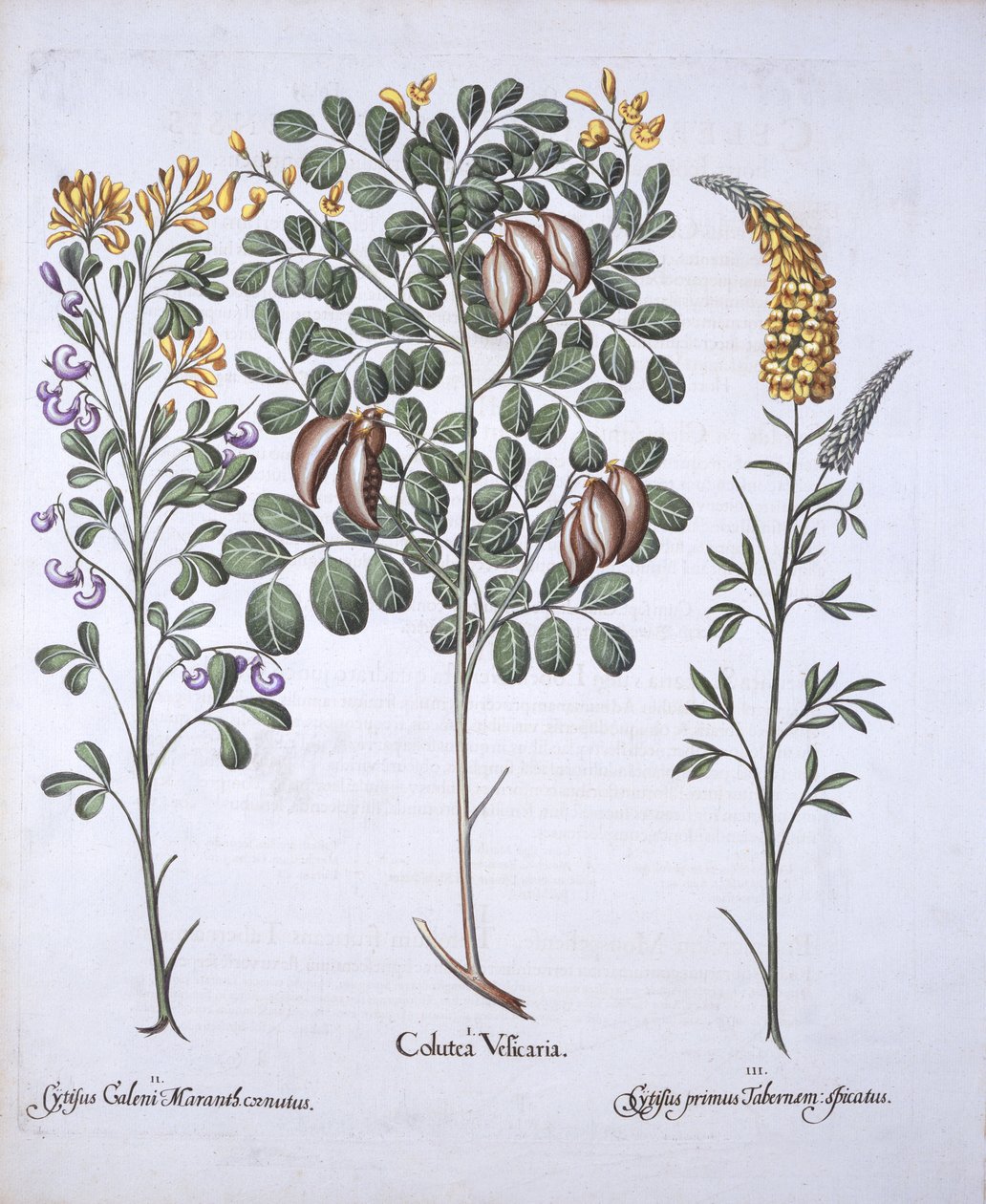 Colutea Tree e Cytisus Varieties, de Hortus Eystettensis, de Basil Besler (1561-1629), pub. 1613 (gravura colorida à mão) de German School