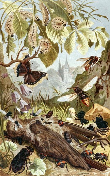 Poder Combinado de Insectos, placa da "Brehms Tierleben": Allgemeine Kunde des Tierreichs", vol.9, p.65, publicado pelo Bibliographisches Institut de German School