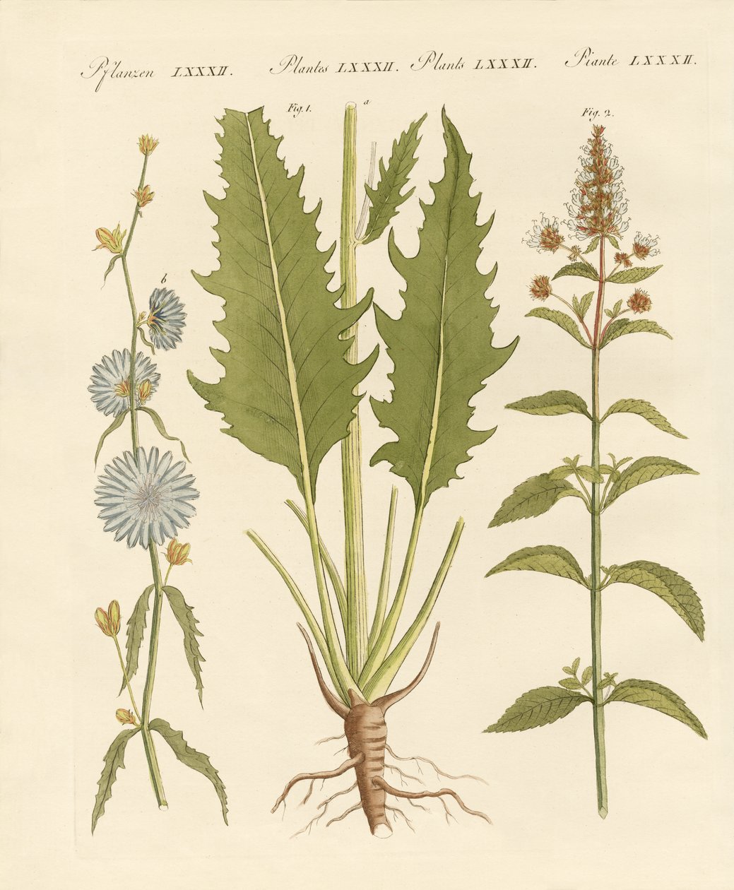 Plantas comerciais e médicas de German School