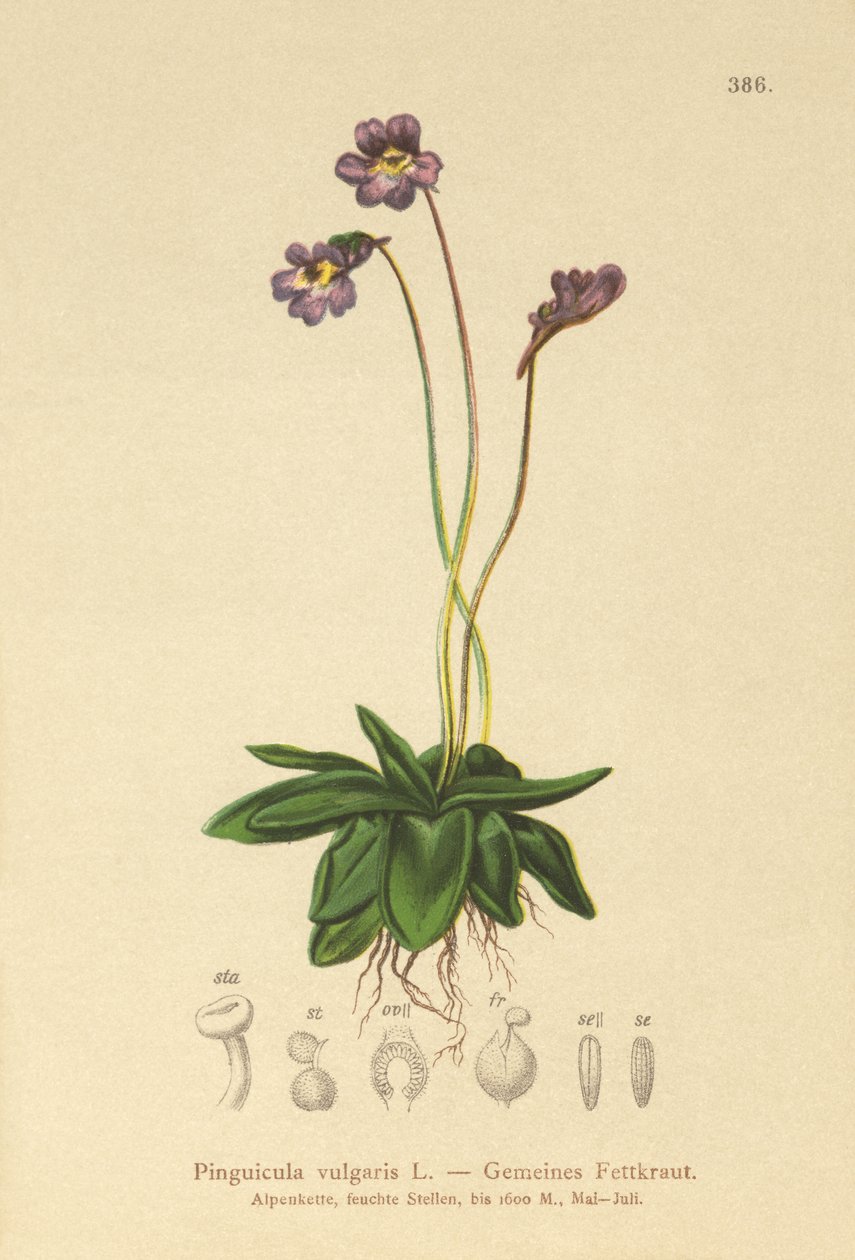 Butterwort comum (Pinguicula vulgaris) de German School