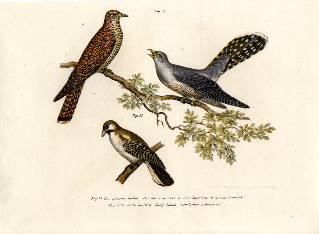 Cuco Comum, 1864 de German School