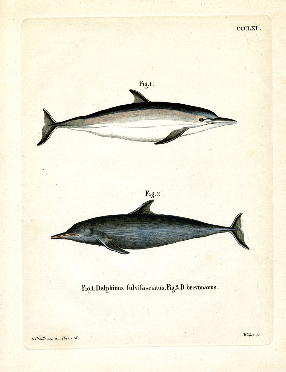 Golfinho Comum (gravura colorida) de German School