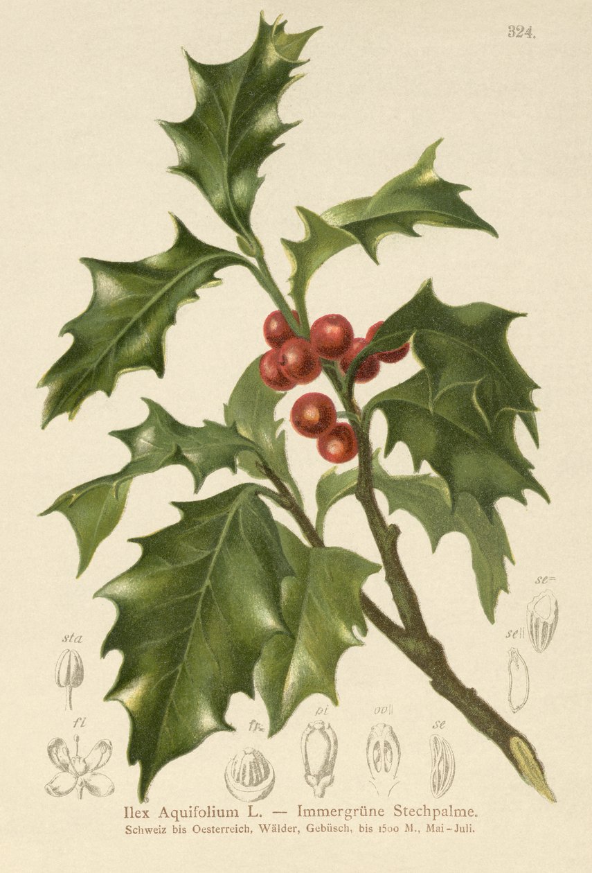 Holly comum de German School
