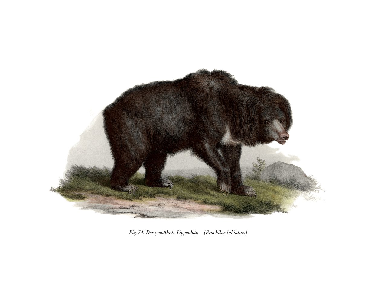 Urso-preguiça indiano comum, 1860 de German School