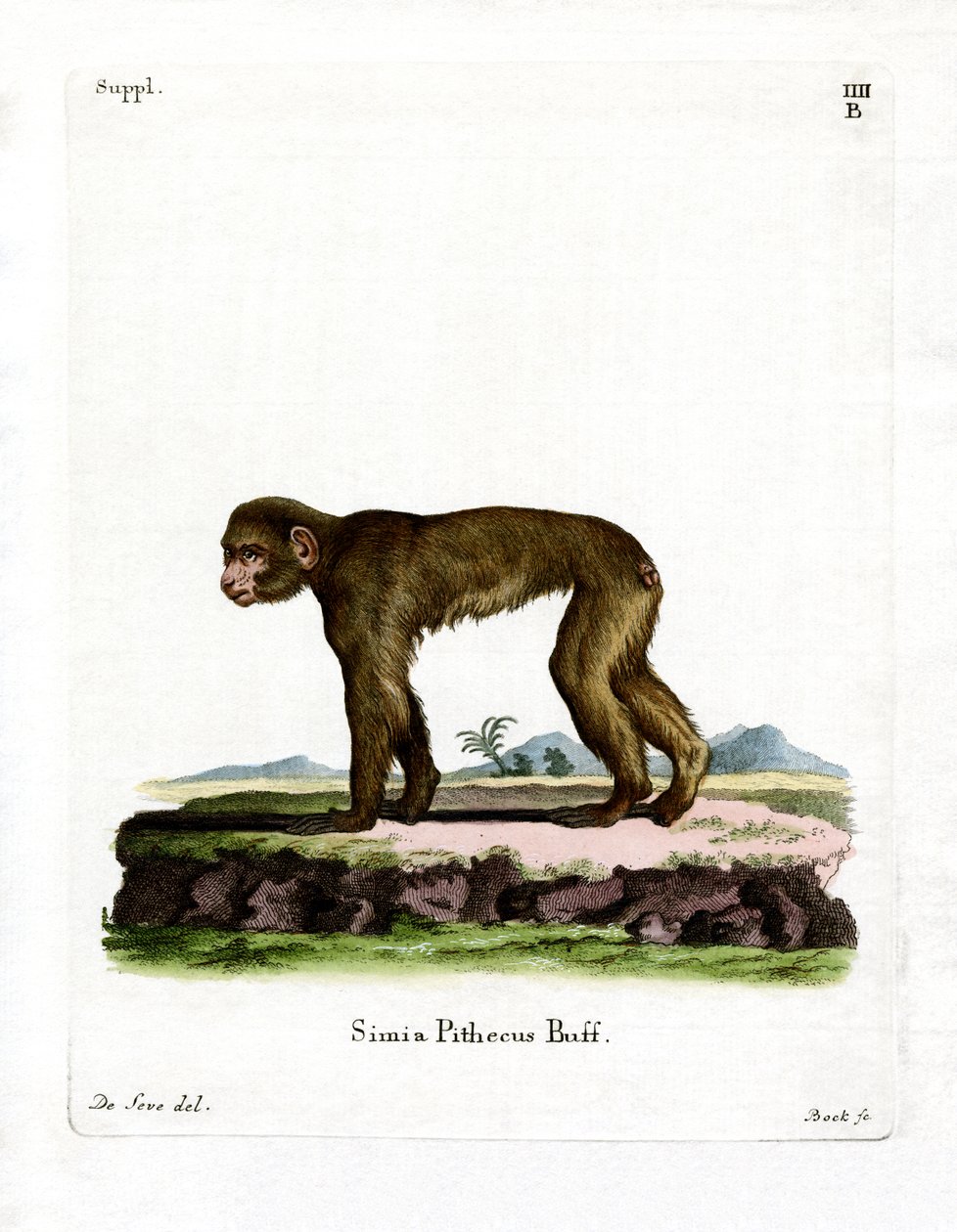 Macaque comum (gravação a cores) de German School