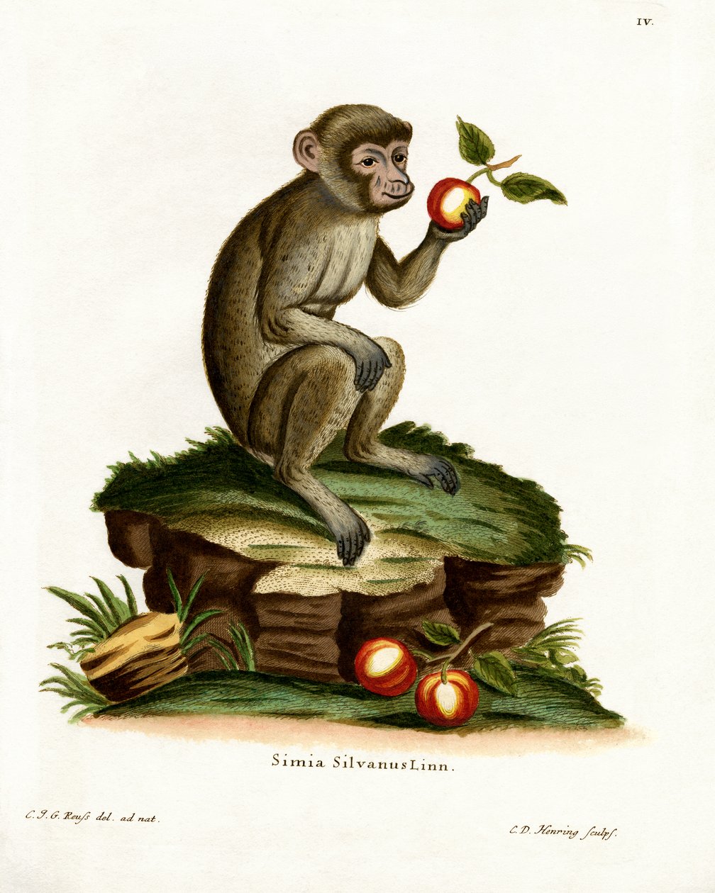 Macaque comum (gravação a cores) de German School