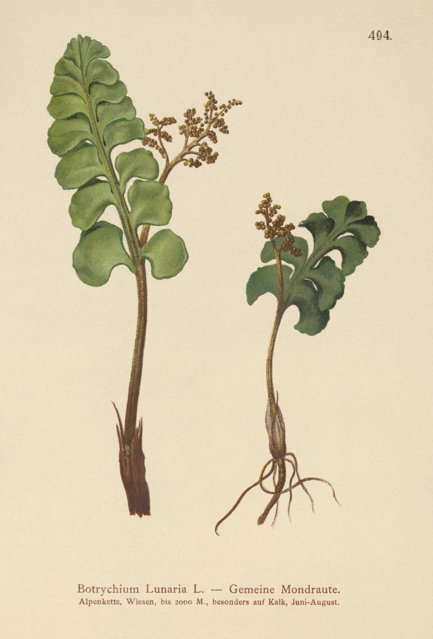 Moonwort Comum (Botrychium lunaria) de German School