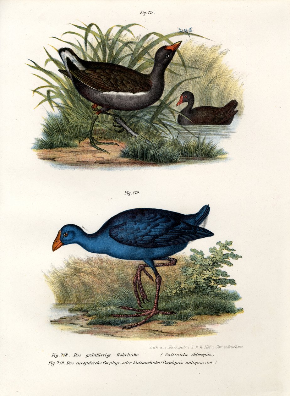 Galinha d&39;água comum, 1864 de German School