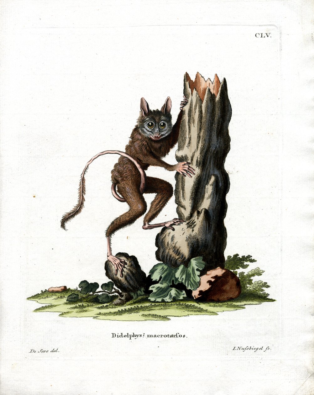 Rato Opossum Comum (gravação a cores) de German School