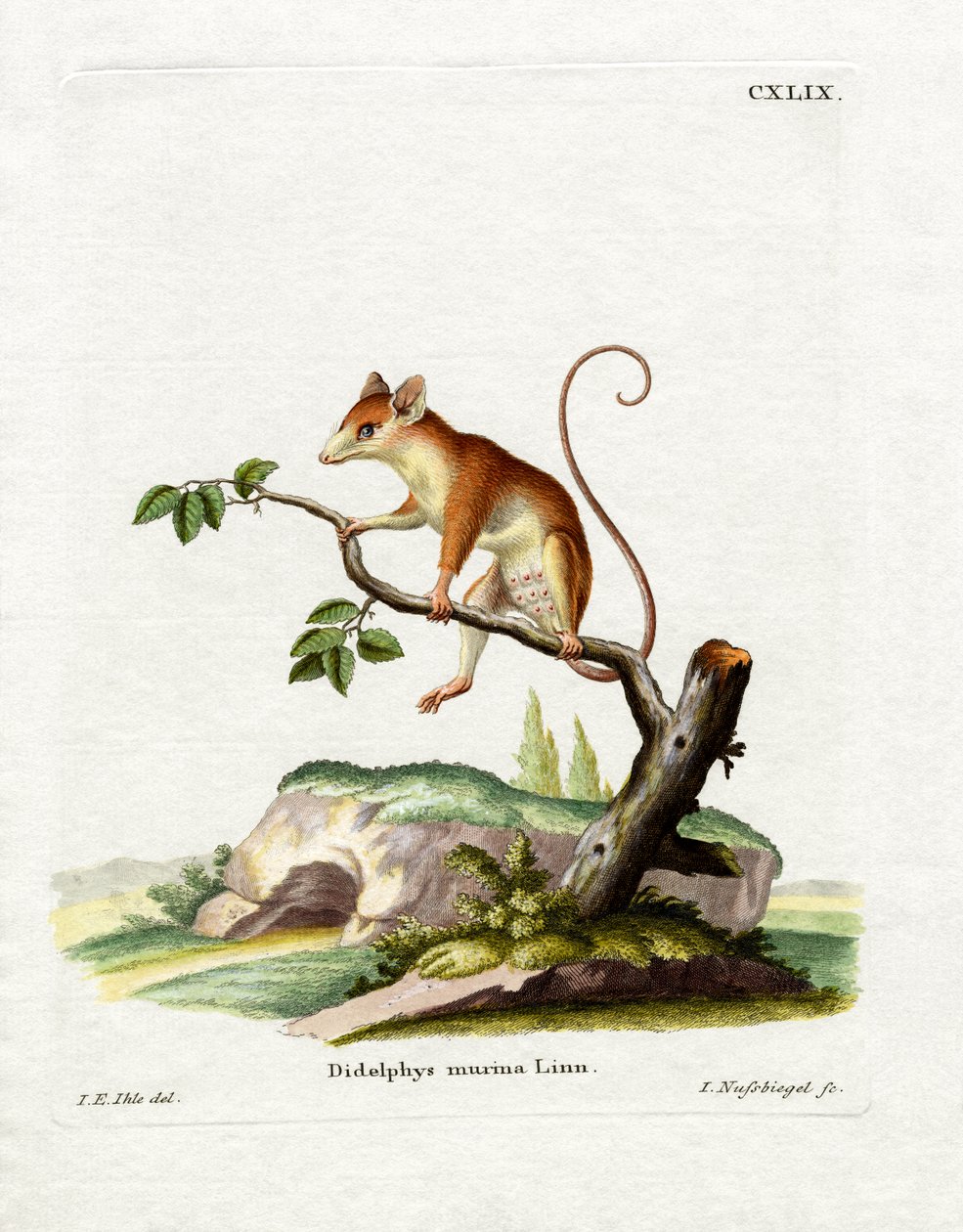 Rato Opossum Comum (gravação a cores) de German School