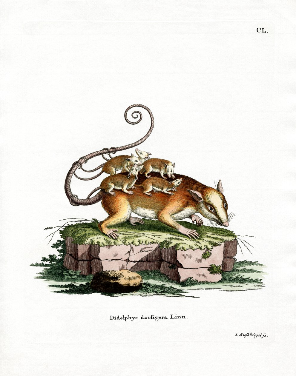 Rato Opossum Comum (gravação a cores) de German School