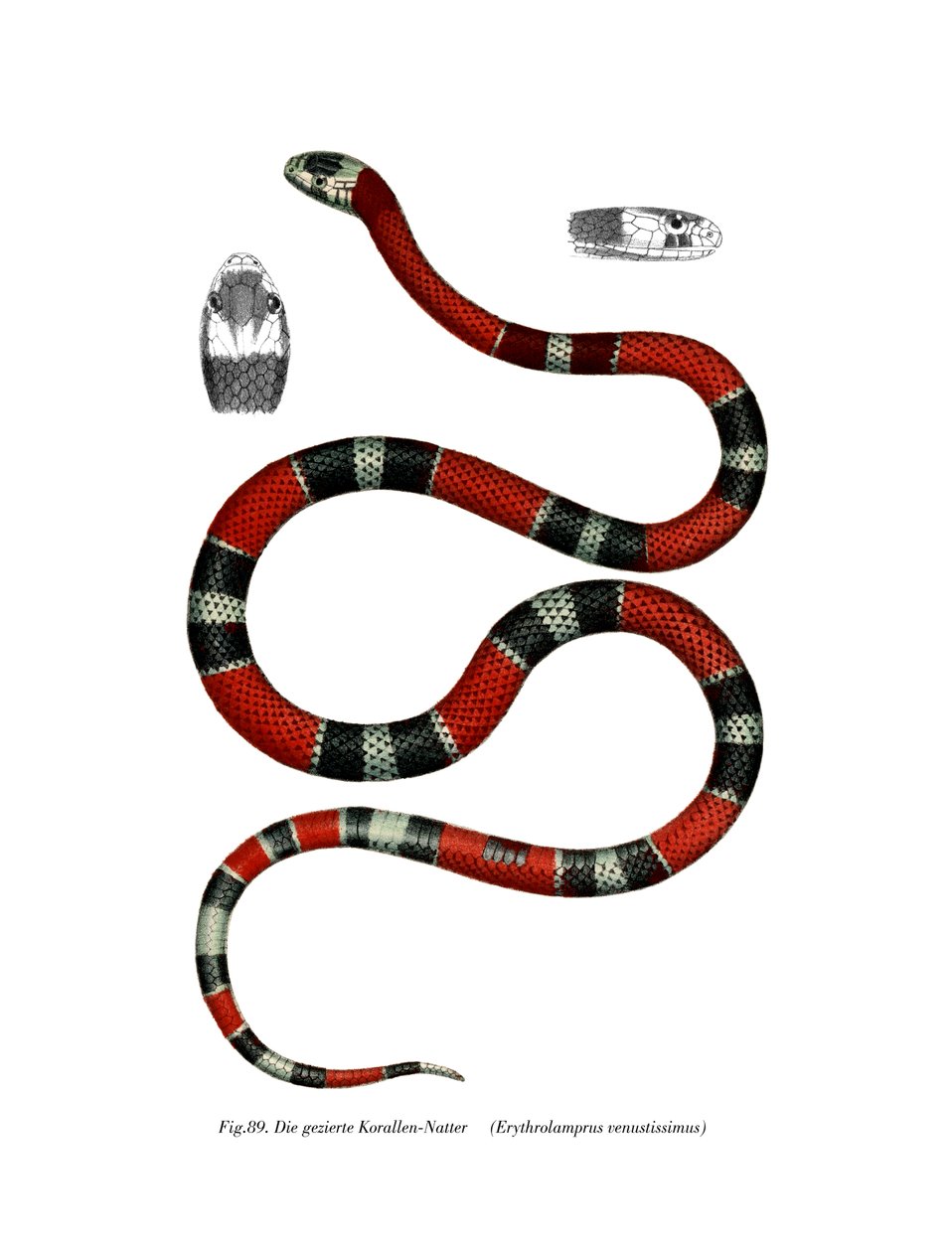 Cobra de Pescoço Comum (cor litho) de German School