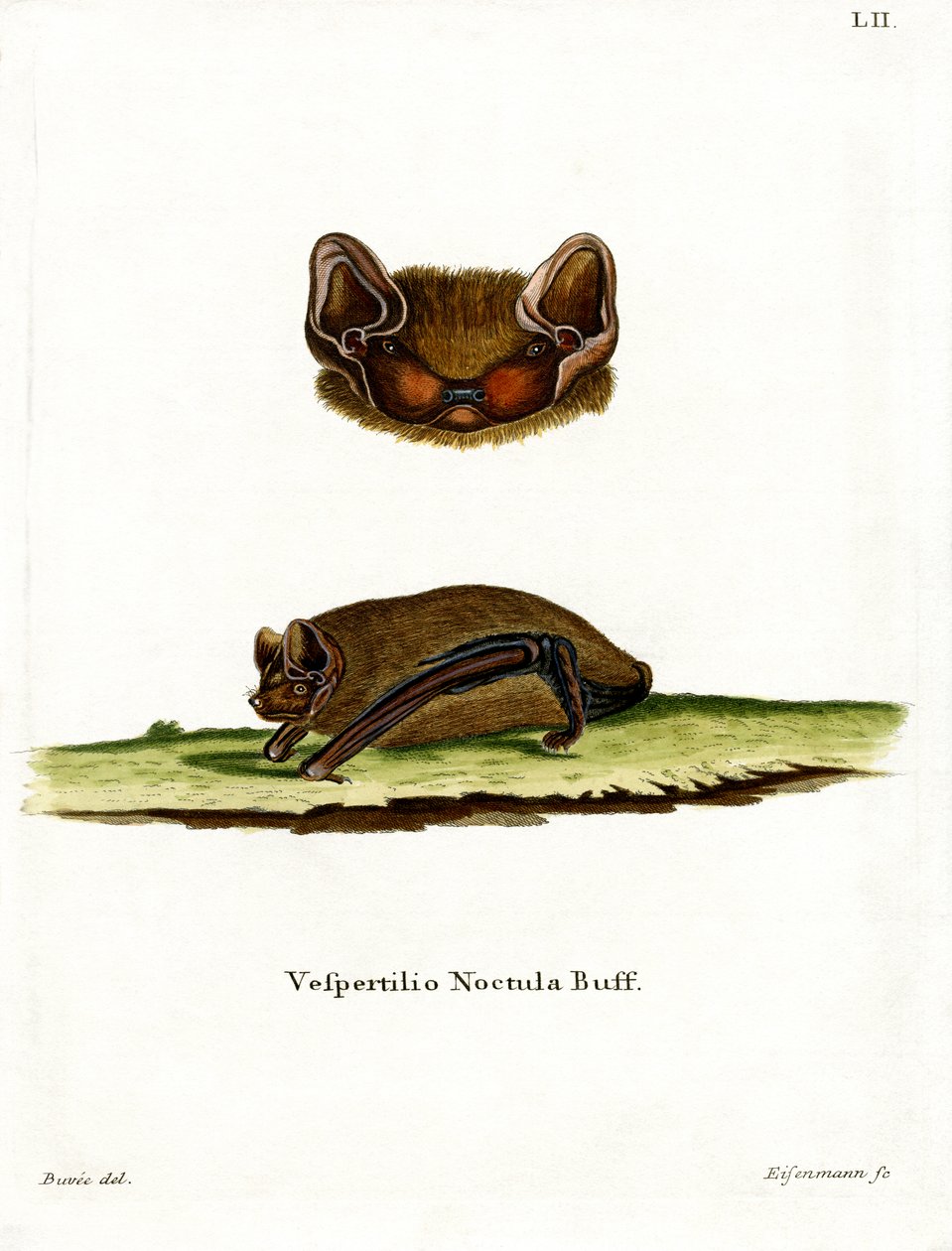 Morcego Noctule comum (gravação a cores) de German School
