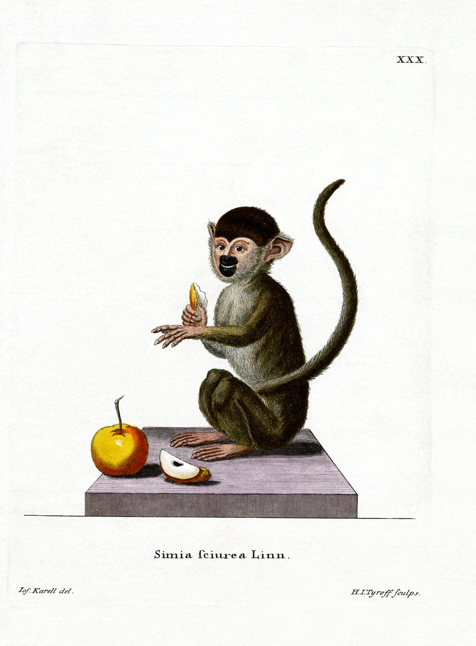 Macaco Esquilo Comum (gravura colorida) de German School