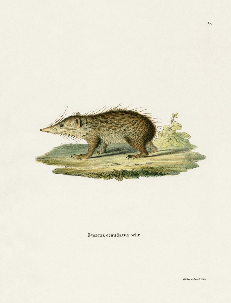 Common Tenrec (gravação a cores) de German School