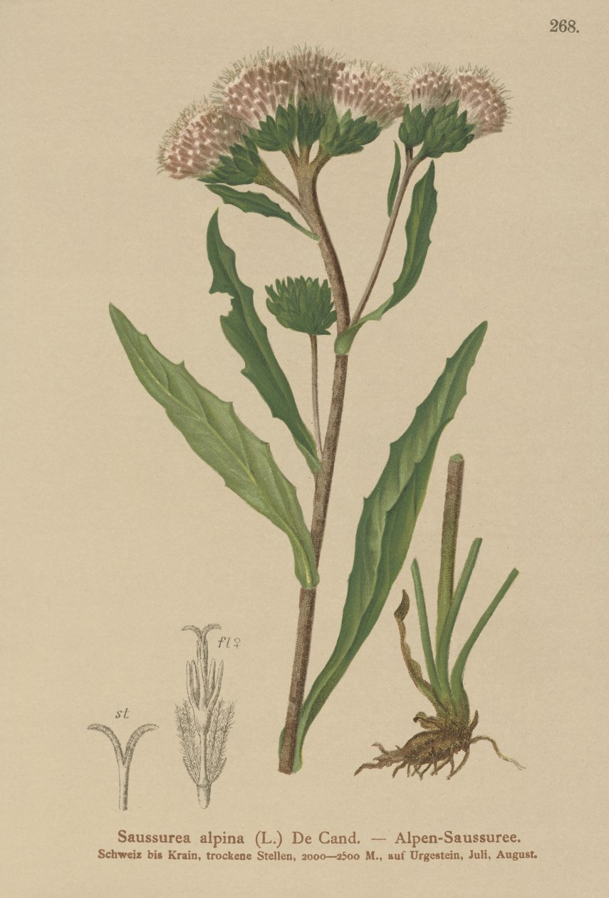 Erva-de-serra comum (Saussurea alpina) de German School