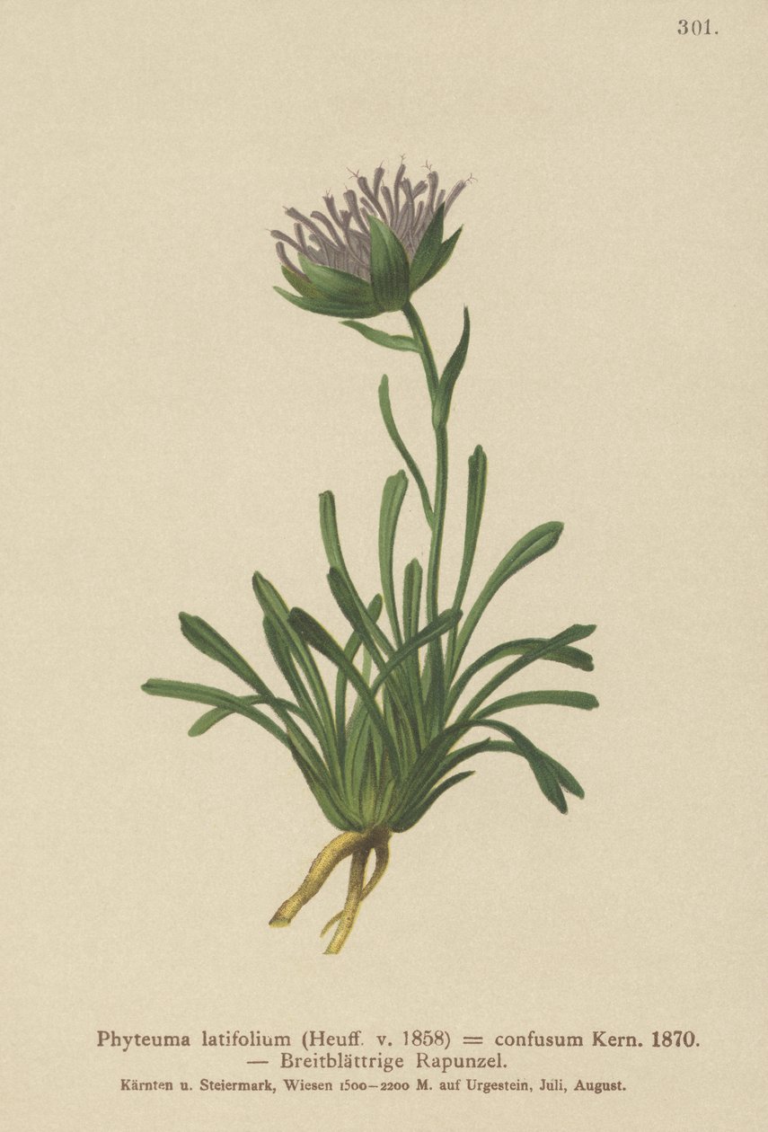 Confuso Rampion (Phyteuma misturado Phyteuma latifolium, Phyteuma ssp hemisférica. Confuso anão Phyteuma) de German School