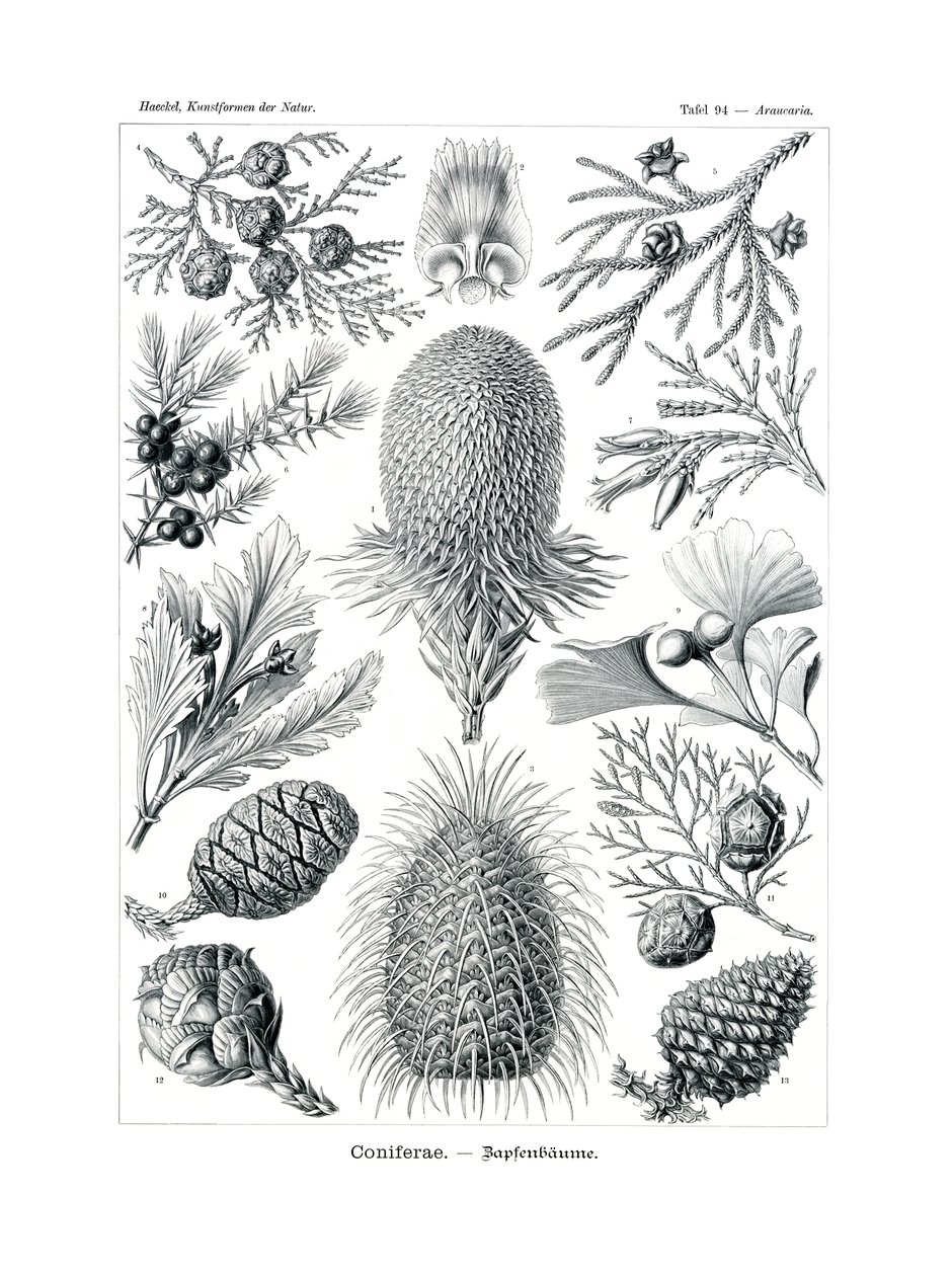 Coniferae, 1899-1904 de German School