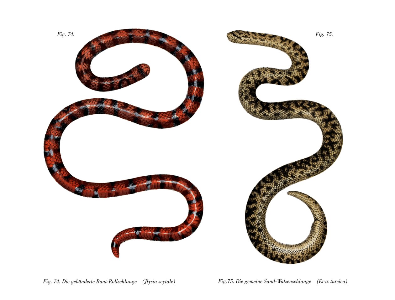 Cobra Cilíndrica Coral (cor litho) de German School