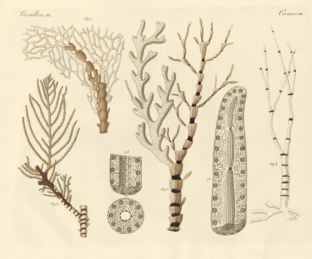 Pólipos de coral (gravação a cores) de German School