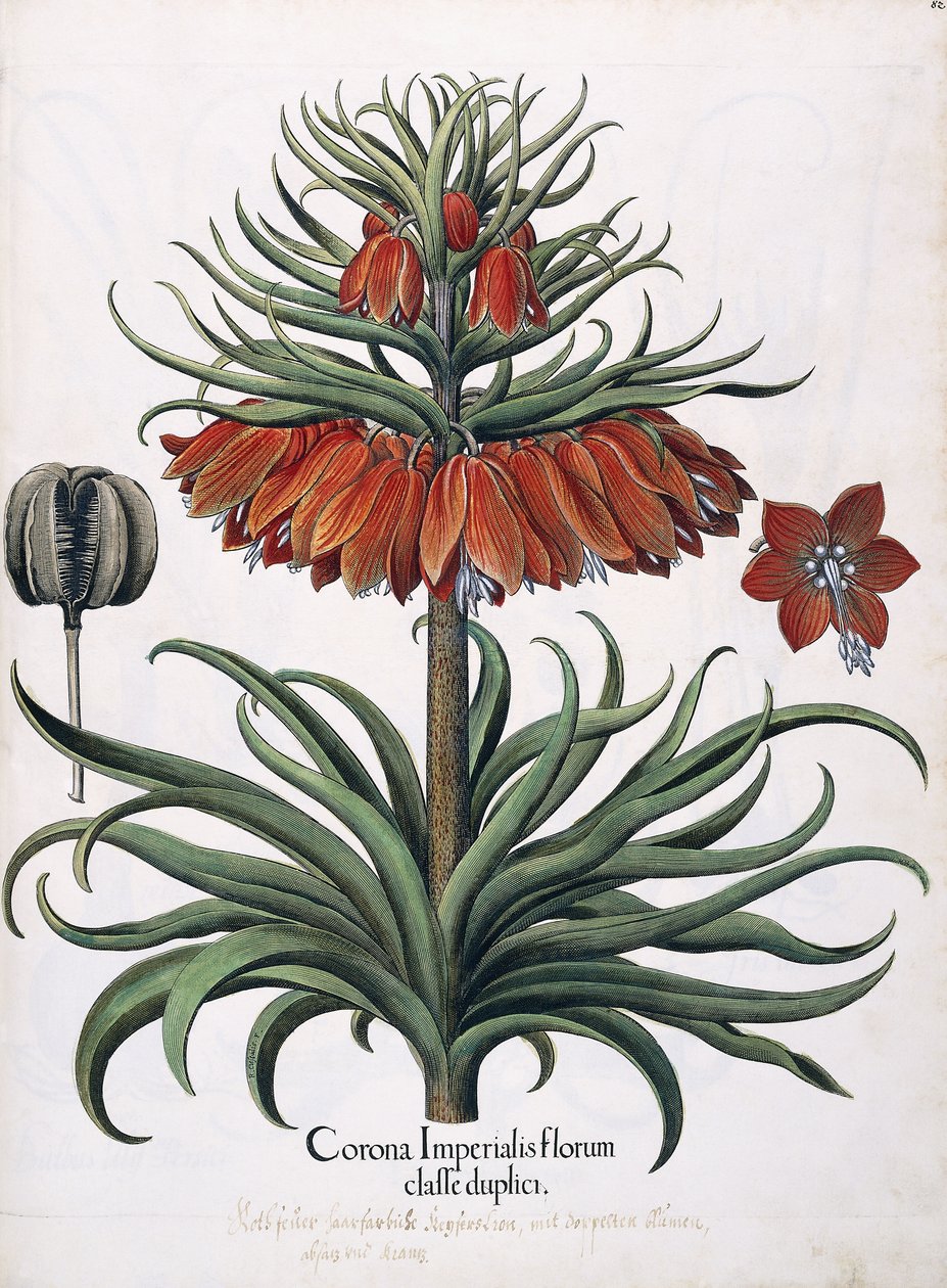 Coroa Imperial de Flores, 1613 de German School