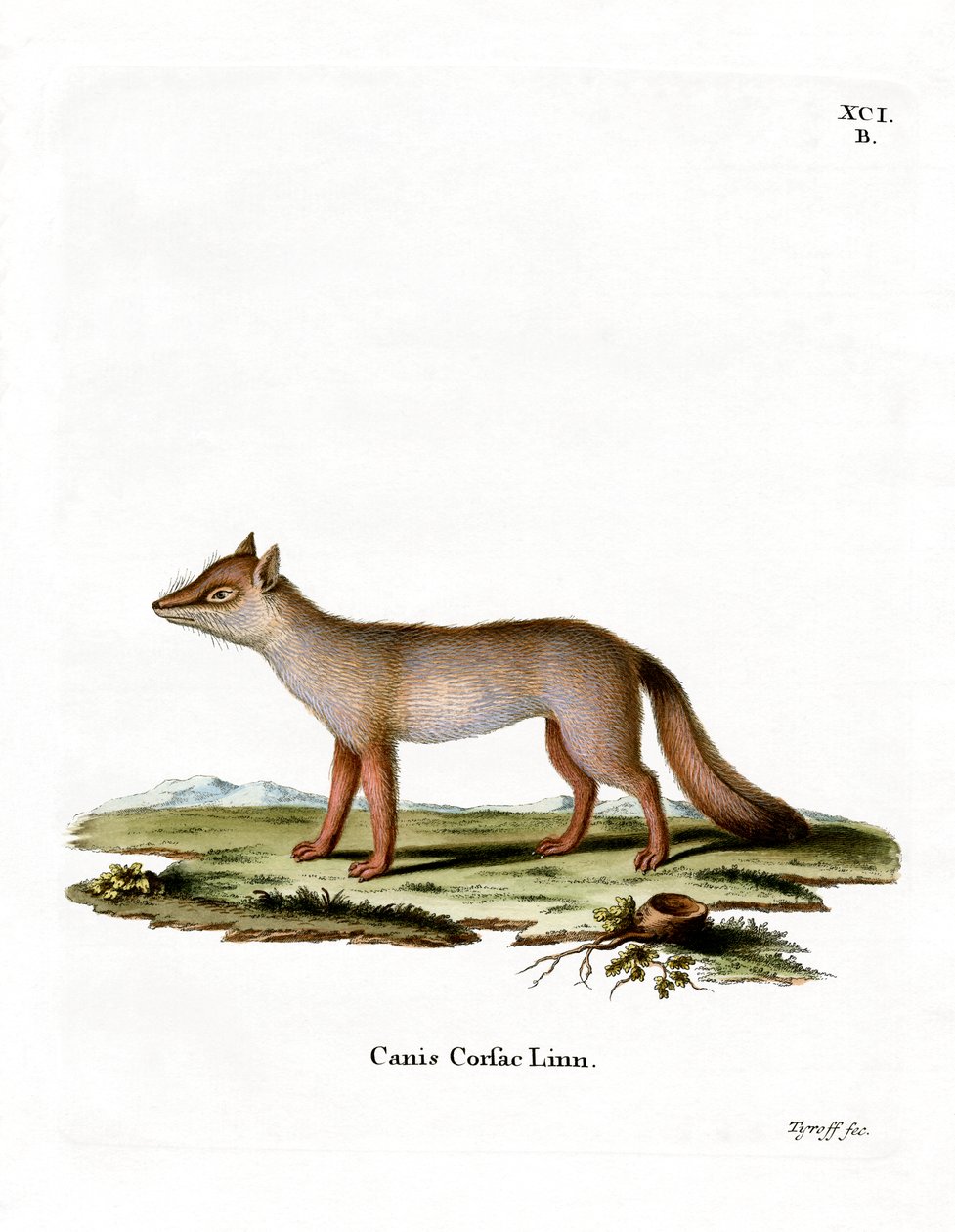 Raposa Corsac (gravação a cores) de German School