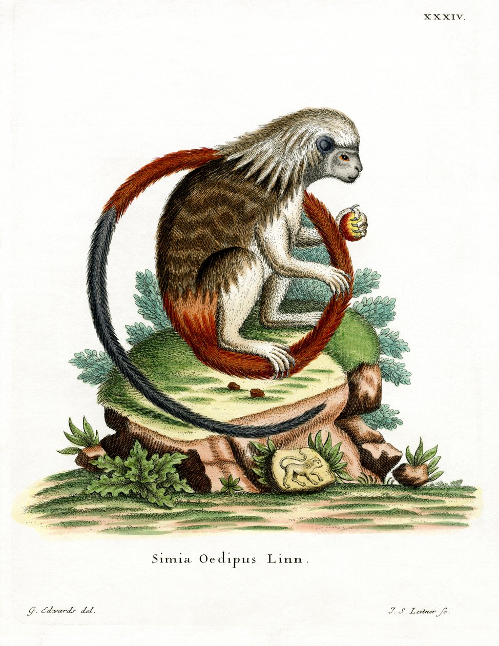 Tamarin de algodão (gravação a cores) de German School
