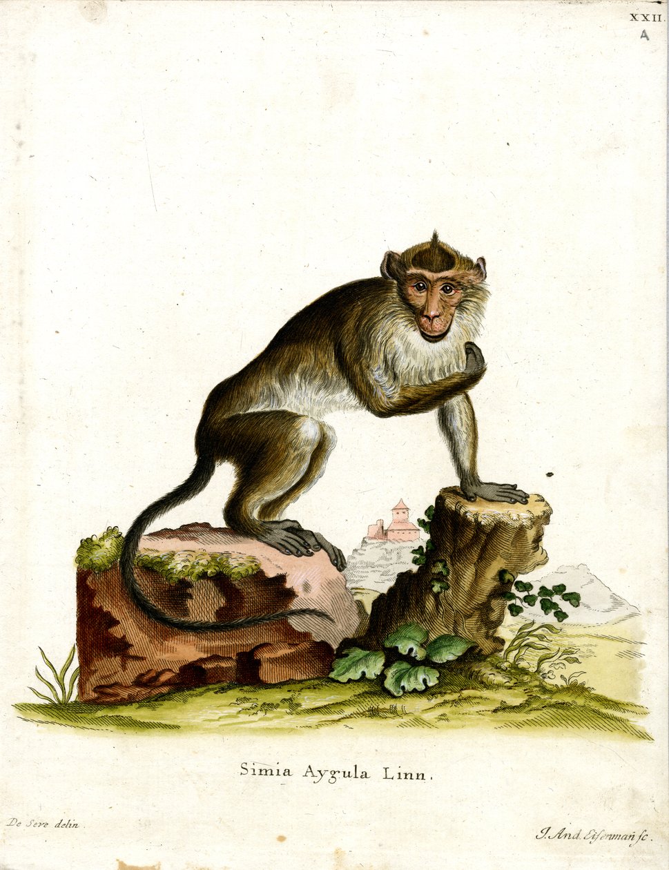Crab-eating Macaque (gravação colorida) de German School