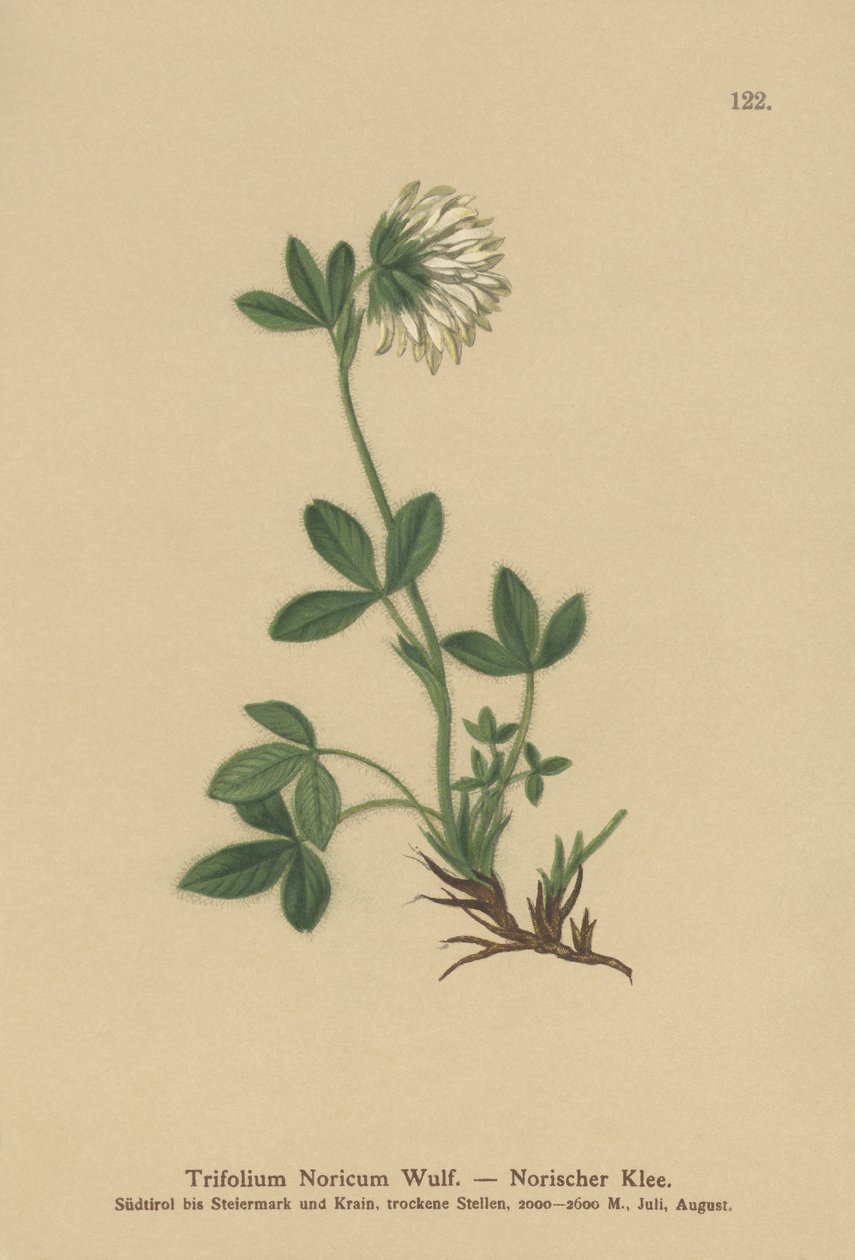 Trevo de creme (Trifolium Noricum) de German School