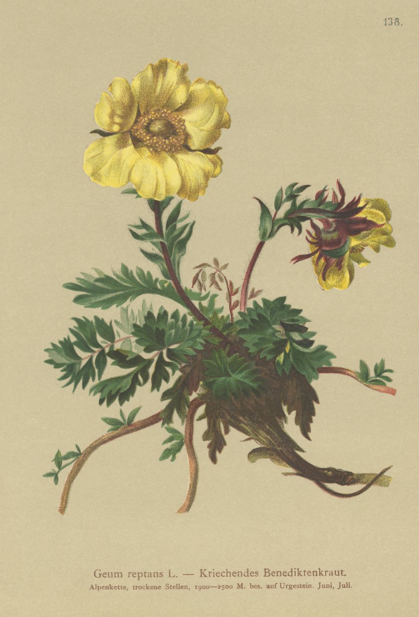 Avens rastejantes (Geum reptans) de German School