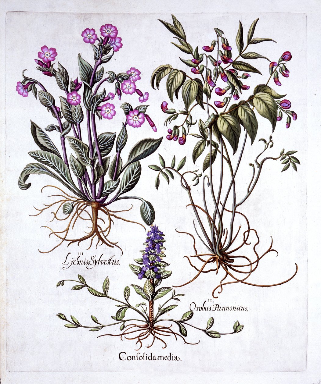 Bugle rastejante, ervilhaca e Red Campion, de Hortus Eystettensis, de Basil Besler (1561-1629), pub. 1613 (gravura colorida à mão) de German School