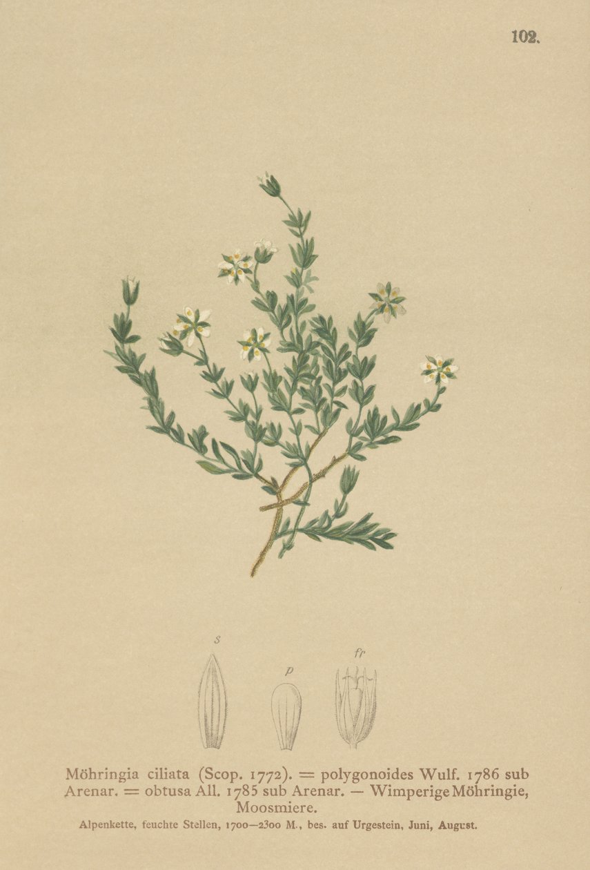 Sandwort de rastejamento (Moehringia ciliata, poligonoides de Moehringia, Arenaria obtusa) de German School