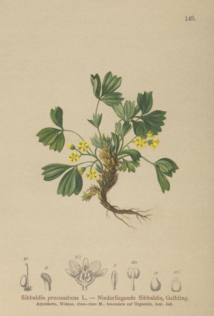 Sibbaldia Rastejante (Sibbaldia procumbens) de German School