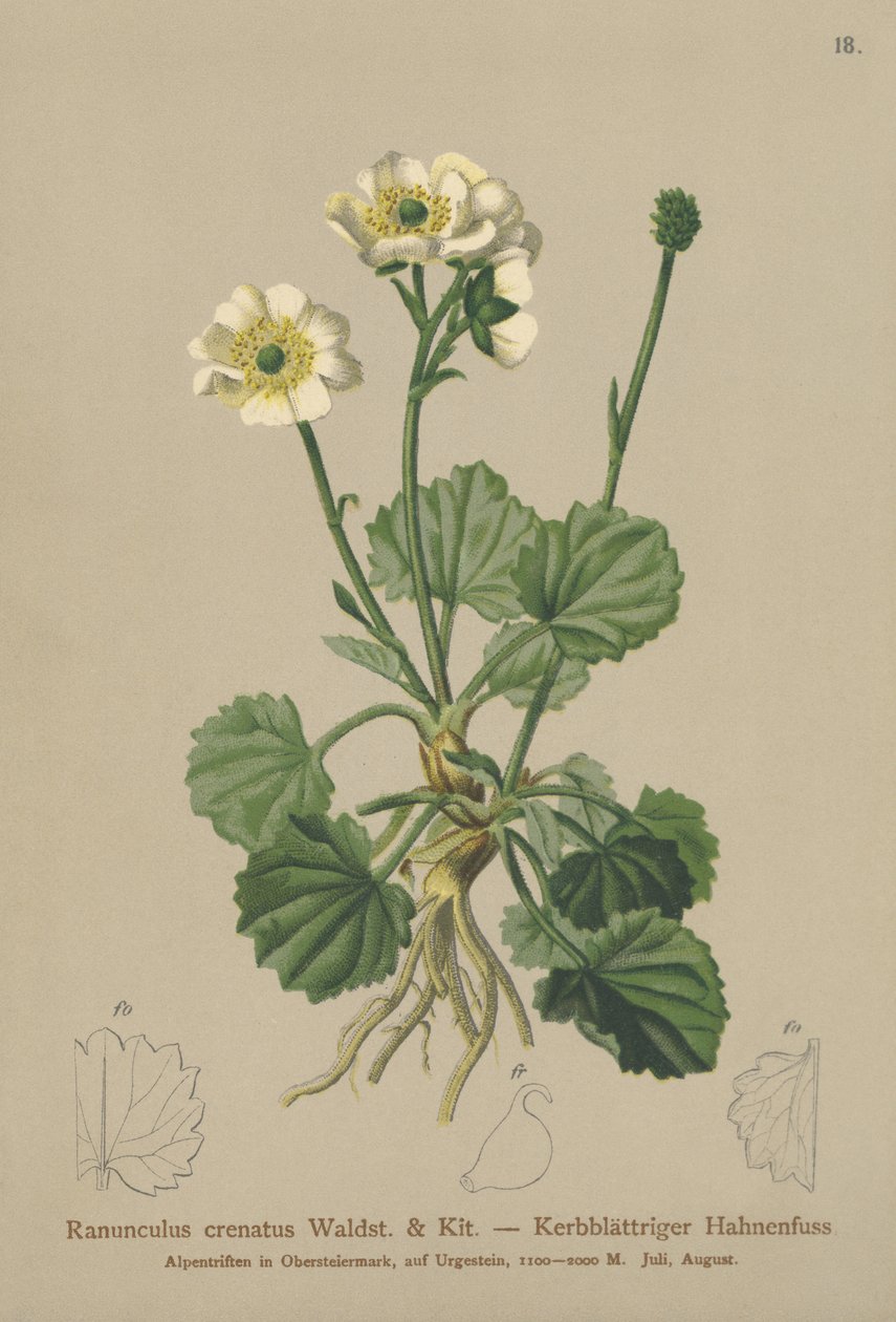 Aranha Crenada (Ranunculus crenatus) de German School