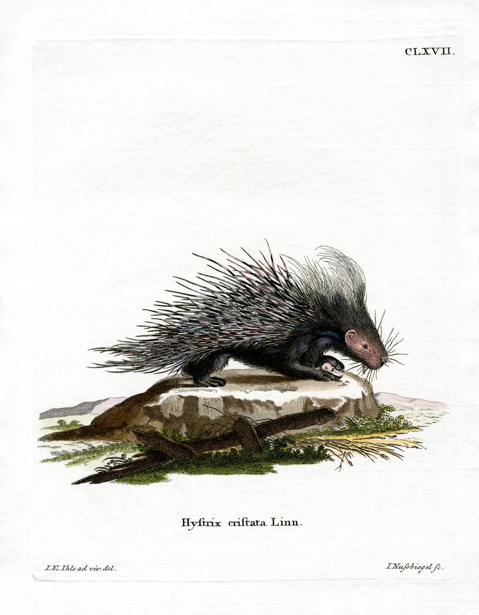 Porcupine Crested (gravação a cores) de German School
