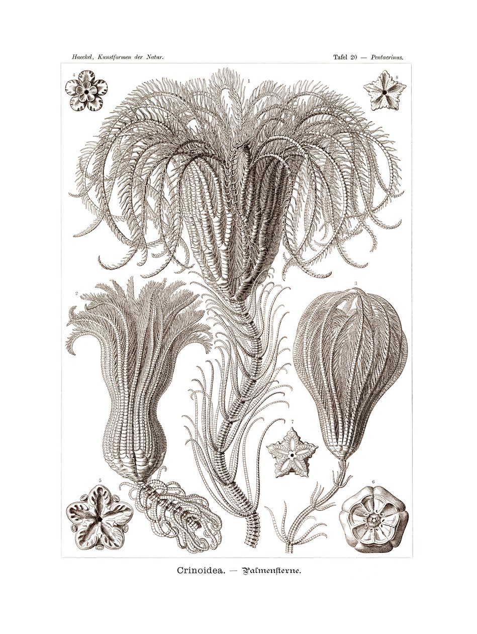 Crinoidea, 1899-1904 de German School