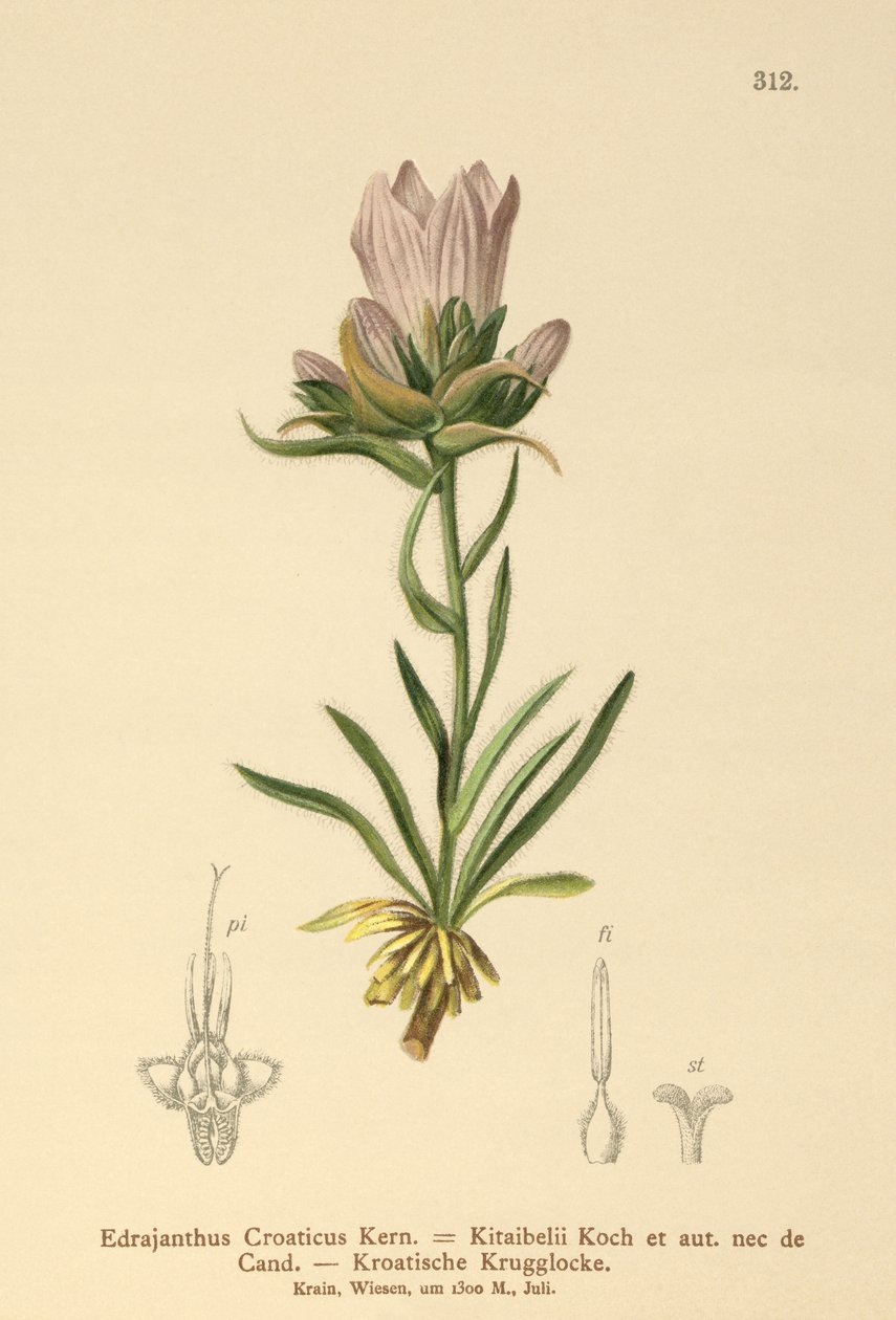 Sino gramíneo croata (Edrajanthus Croaticus, Edraianthus croaticus, Edraianthus Kitaibellii, Edraianthus graminifolius, Edraianthus albanicus, Wahlenbergia graminifolia) de German School