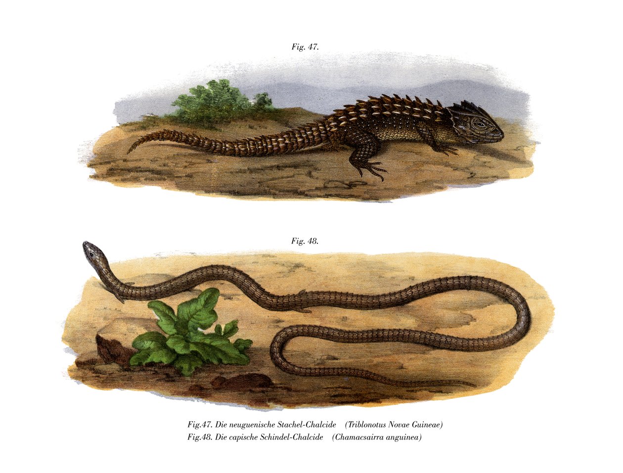 Crocodilo Skink (cor litho) de German School