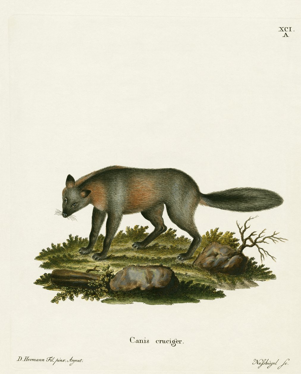 Cross Fox (gravação a cores) de German School