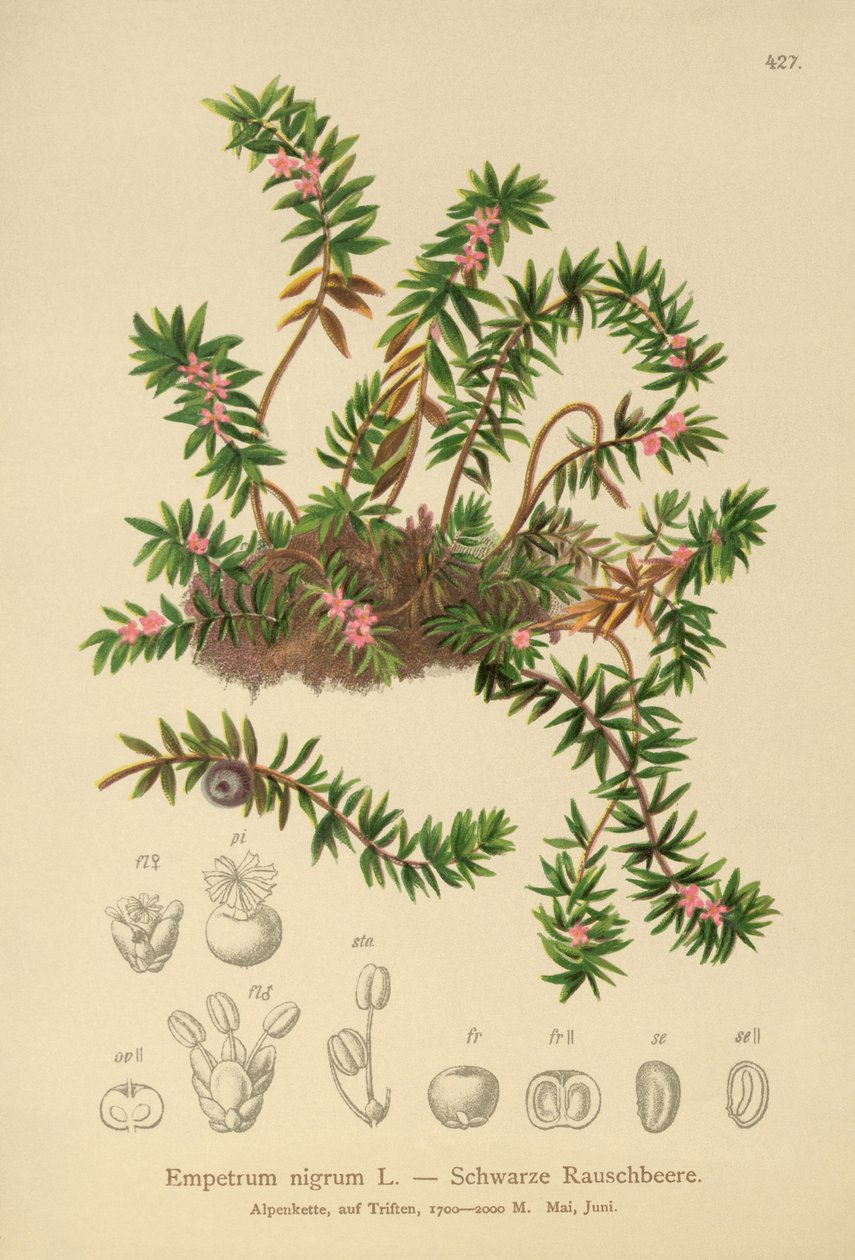 Crowberry (preto Empetraceae) de German School