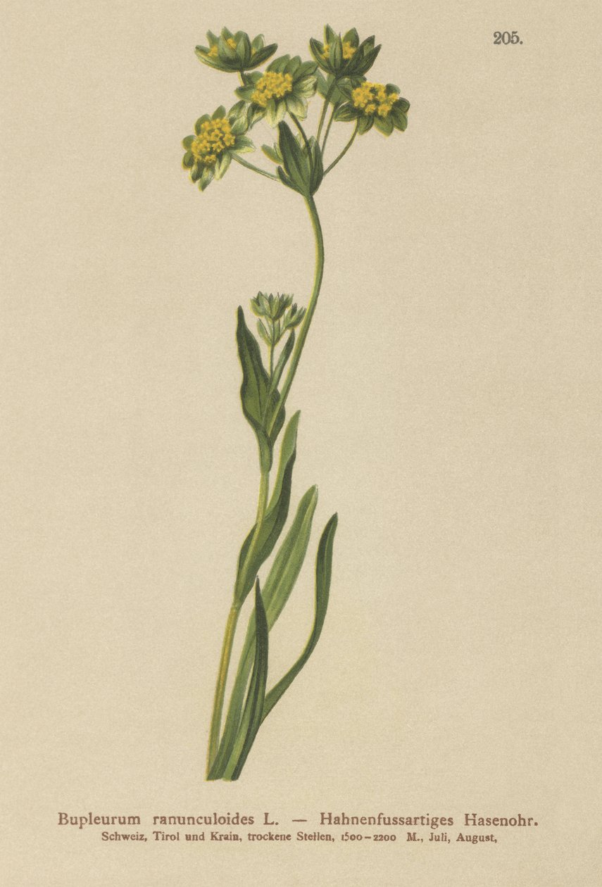 Orelha de Lebres com Aranhas (Bupleurum ranunculoides) de German School