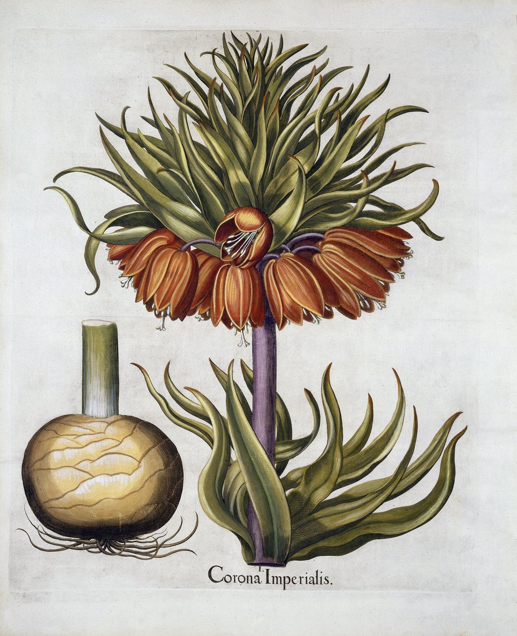 Crown Imperial chamado Fritillaria, de Hortus Eystettensis, pelo pub Basil Besler (1561-1629). 1613 de German School