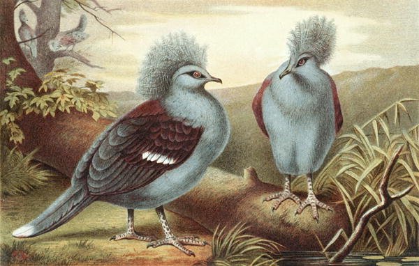 Pombo Coroado, prato de "Brehms Tierleben": Allgemeine Kunde des Tierreichs", vol.5, p.434, publicado pelo Bibliographisches Institut de German School
