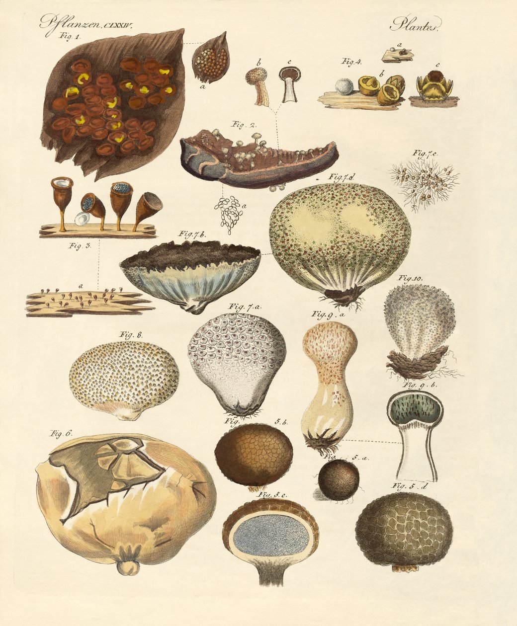 Plantas criptogramas (gravura colorida) de German School