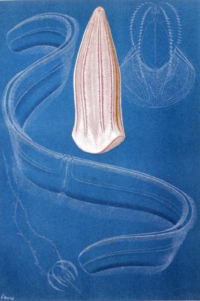 Ctenophores, prato de "Brehms Tierleben": Allgemeine Kunde des Tierreichs", vol.10, p.546, publicado pelo Bibliographisches Institut de German School
