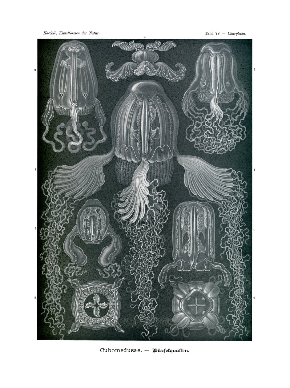 Chirodropida, 1899-1904 de German School