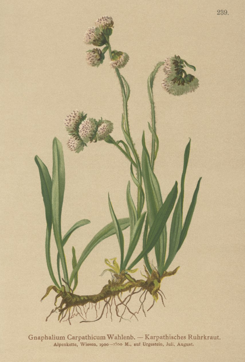 Cudweed (Gnaphalium Carpathicum) de German School