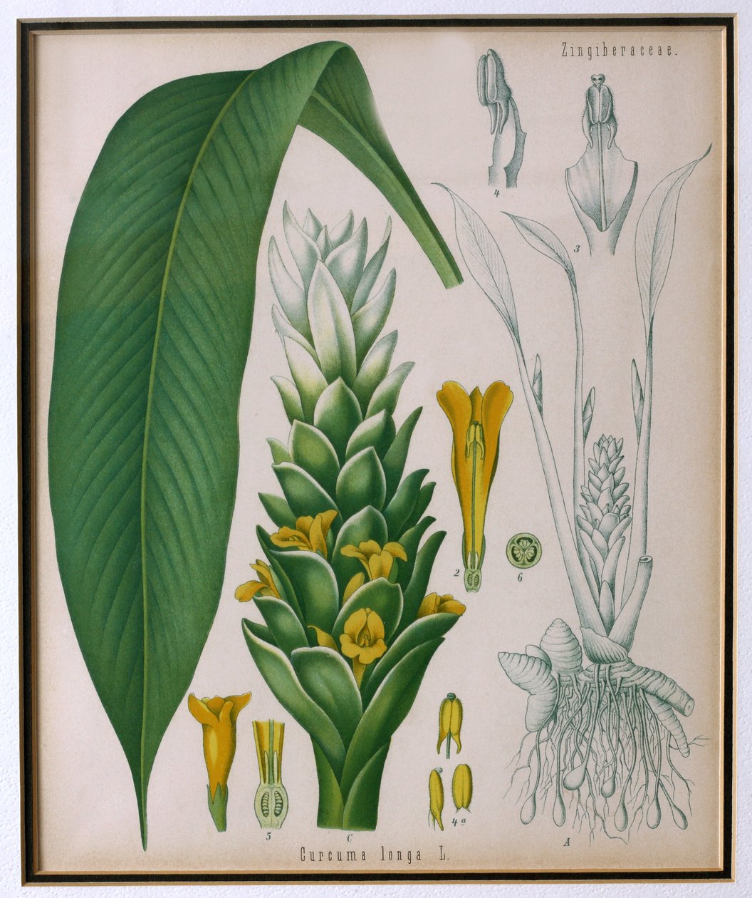 Cúrcuma longa (açafrão) de plantas medicinais de Kohlers por Franz Eugen Kohler de German School